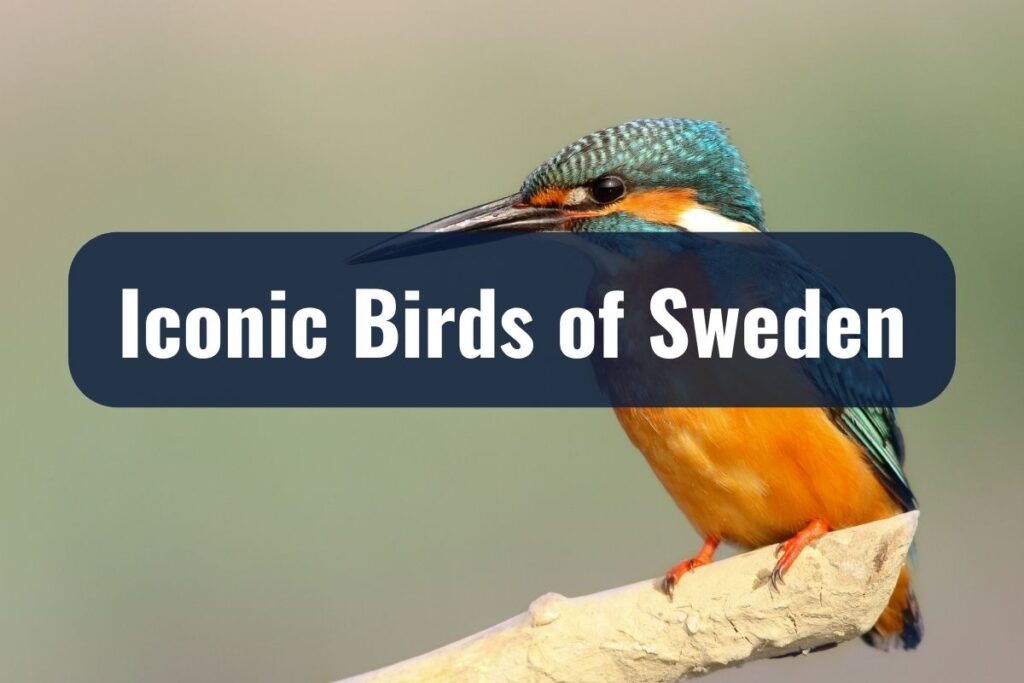 swedish birds